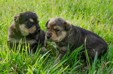 two brown puppies are sitting in the park and looking into the lens. glass