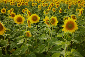 Sunflower blooming nature in the summer sunshine no people unaltered
