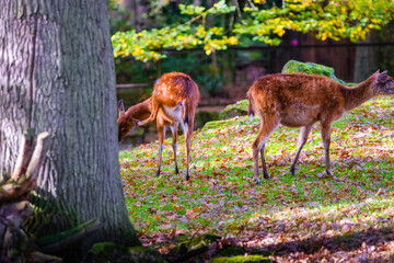 deer in the woods