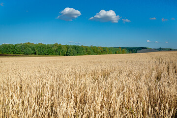 A field with ripening wheat and a nearby forest.