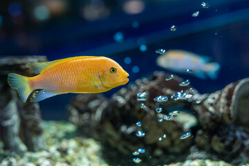 Aquarium with goldfish. Breed red parrot Cichlasoma sp