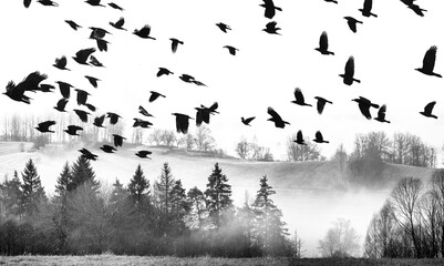 flying birds and morning fog and a forest