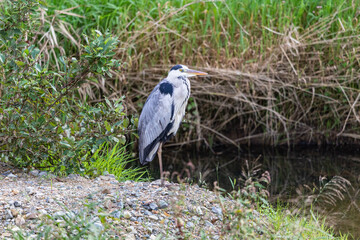 水辺のアオサギ