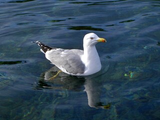 Goeland