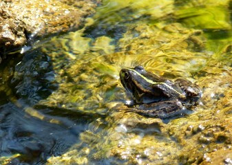 Grenouille