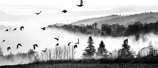 flying birds and morning fog and a forest © Vera Kuttelvaserova