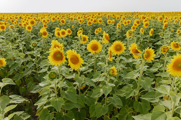 Sunflower in the abundance field against a blue sky summer day