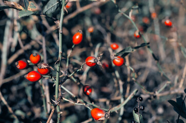 Rose hips on a branch. Red prickly dog rose.