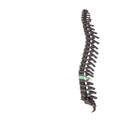 black spine with glass vertebrae.