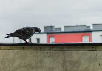 the dove is sitting on the balcony 
