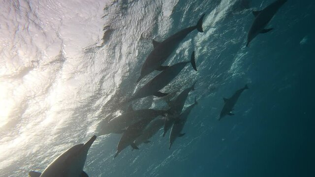 Dolphins playing in the blue water of Red sea. Underwater shot of wild dolphin taking breath. Aquatic marine animals in their natural habitat. Closeup of friendly bottlenose. Wildlife nature
