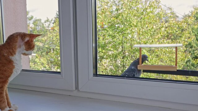 Red cat Devon Rex sits on the window and watches the pigeon, which is eating seeds from the feeder outside the window. The cat tries to grab the bird, but the pigeon is not afraid and continues to eat