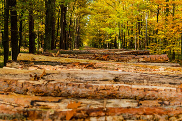 wood in the forest, autumn open air 