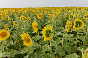 Bright yellow sunflower flower in the summer sunshine harvest season