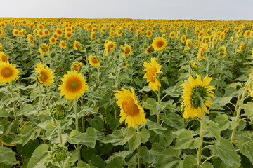 Sunflower field nature in the summer sunshine harvest season
