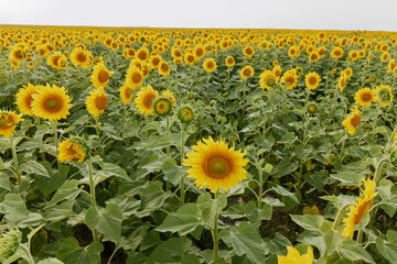 bright sunflower field a beautiful landscape plantation unaltered