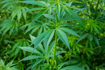 Fototapeta na wymiar cannabis grass in sunshine close up