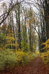 autumn in the forest