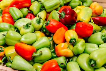 Vegetable background of red and green Bulgarian sweet pepper. Healthy nutrition vitamin B6 and C B is contained in pepper vitamin deficiency. Ali Baba variety - obrazy, fototapety, plakaty