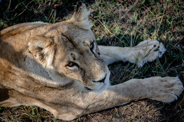 Close-up portrait of a lioness. She lies on the grass and looks at the camera. View from above.