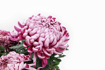 Chrysanthemum flowers isolated on a white background.