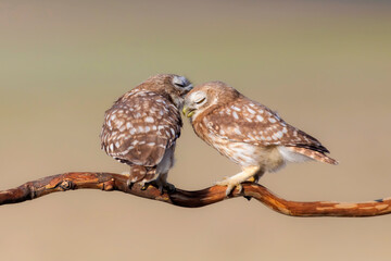 Little owls. (Athene noctua). Nature background. 