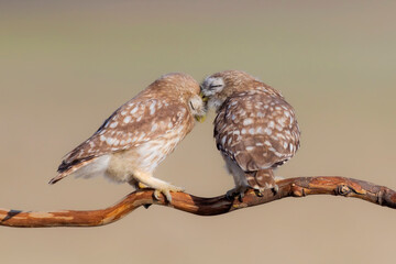 Little owls. (Athene noctua). Nature background. 