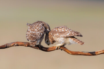 Little owls. (Athene noctua). Nature background. 