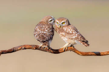 Little owls. (Athene noctua). Nature background. 