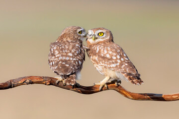 Little owls. (Athene noctua). Nature background. 