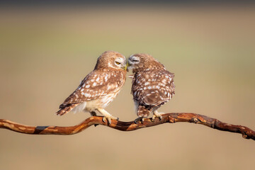 Little owls. (Athene noctua). Nature background. 