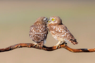 Little owls. (Athene noctua). Nature background. 