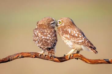 Little owls. (Athene noctua). Nature background. 