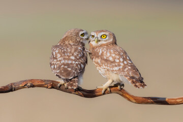 Little owls. (Athene noctua). Nature background. 
