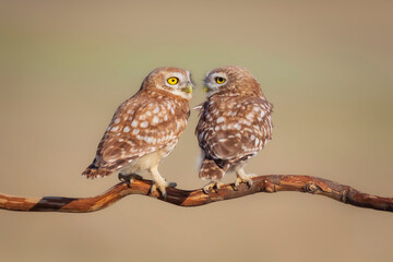 Little owls. (Athene noctua). Nature background. 