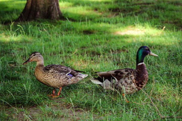 Ducks in the park, Maastricht, the Netherlands