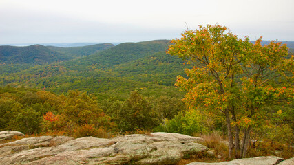 Colorful autumn leaves on Bear Mountain in the park in New York
