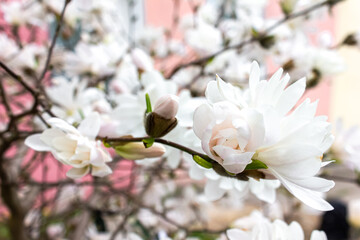 Macro photo: white magnolia flowers on bokeh background