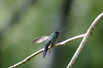beija flor tomando agua num suporte especifico para aves.
