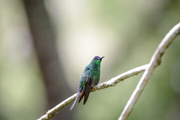 Fototapeta premium beija flor tomando agua num suporte especifico para aves. 