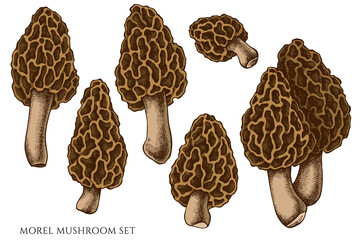 Vector set of hand drawn colored morel mushroom - obrazy, fototapety, plakaty