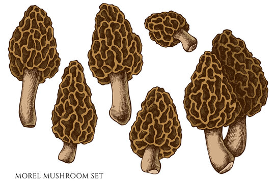 Vector set of hand drawn colored morel mushroom