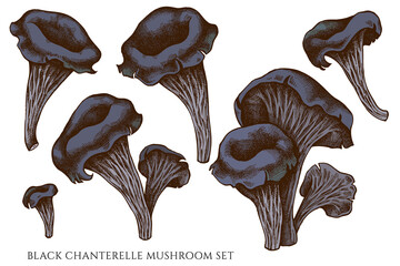 Vector set of hand drawn colored black chanterelle