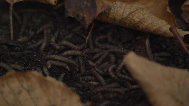 Squirming Larvae, Maggots, Worms on the ground between autumn leaves on a Cemetery in Berlin. Close-up Shot