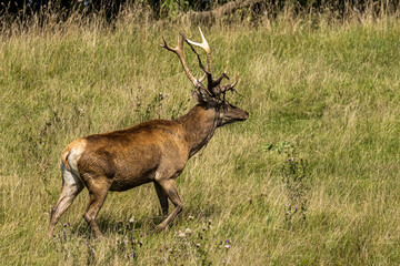 Red deer in the field