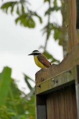 Obraz premium Great kiskadee. Bird with a yellow belly, black and white head and orange wings on a wooden fence