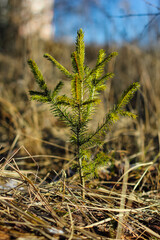 Fototapeta premium close up of a tree