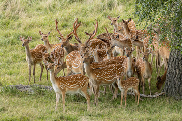 Herd of allow deer males and females