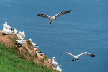 Fototapeta na wymiar Northern gannet, morus bassanus, flying and coming into land