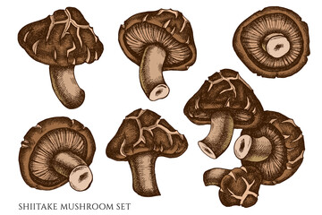 Vector set of hand drawn colored shiitake